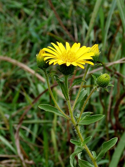 {Heterotheca camporum var. glandulissima}